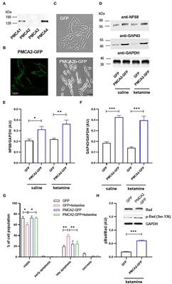 Early Developmental PMCA2b Expression Protects From Ketamine-Induced Apoptosis and GABA Impairments in Differentiating Hippocampal Progenitor Cells